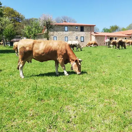 Calixtino *